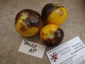 Pansy Ap paradicsom - Paradicsom különlegességek az Egzotikus Növények Stúdiója kínálatából